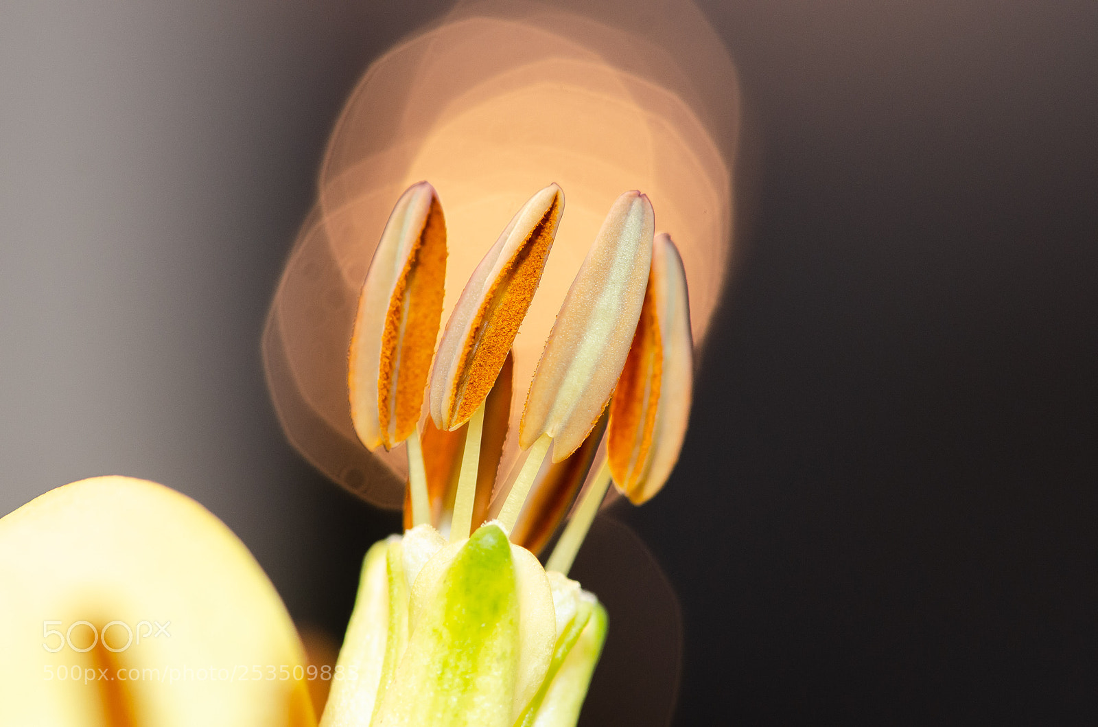 Nikon D7000 sample photo. Pistil flame photography