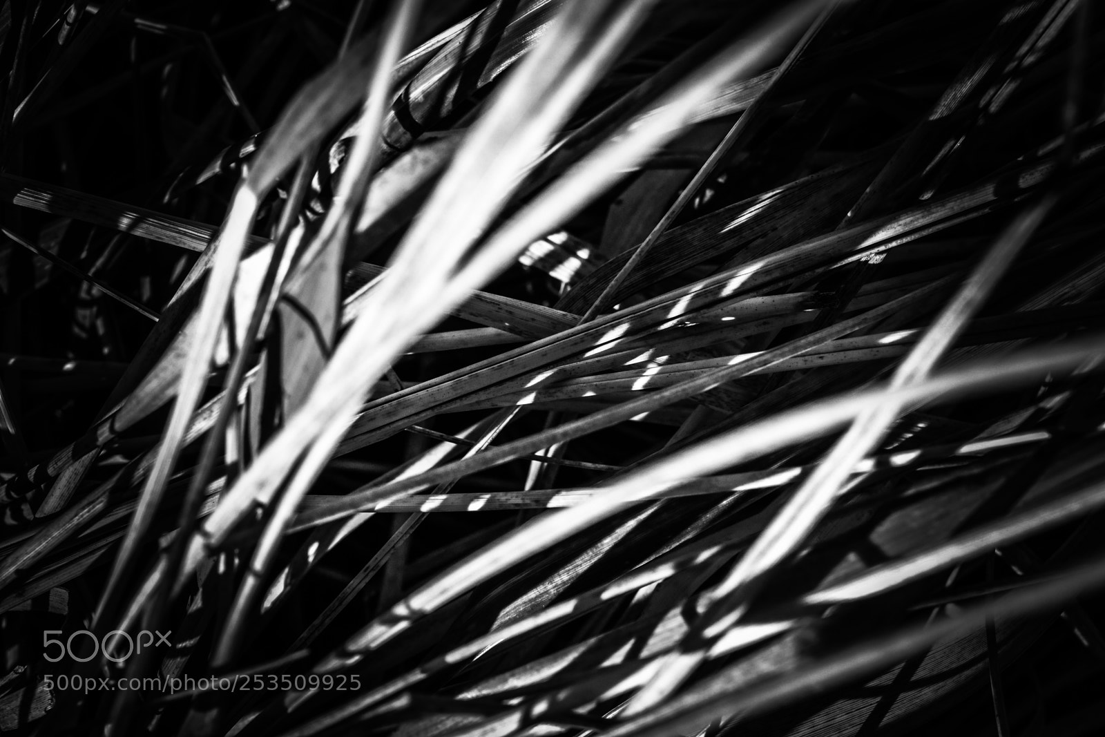 Nikon D3300 sample photo. Grasses photography