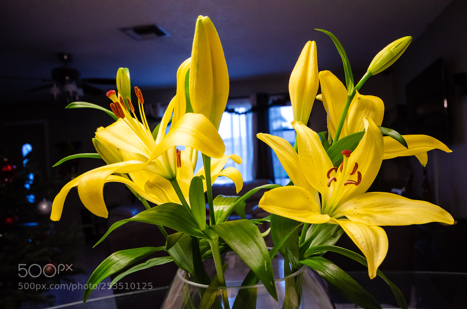 Nikon D7000 sample photo. Yellowinter photography