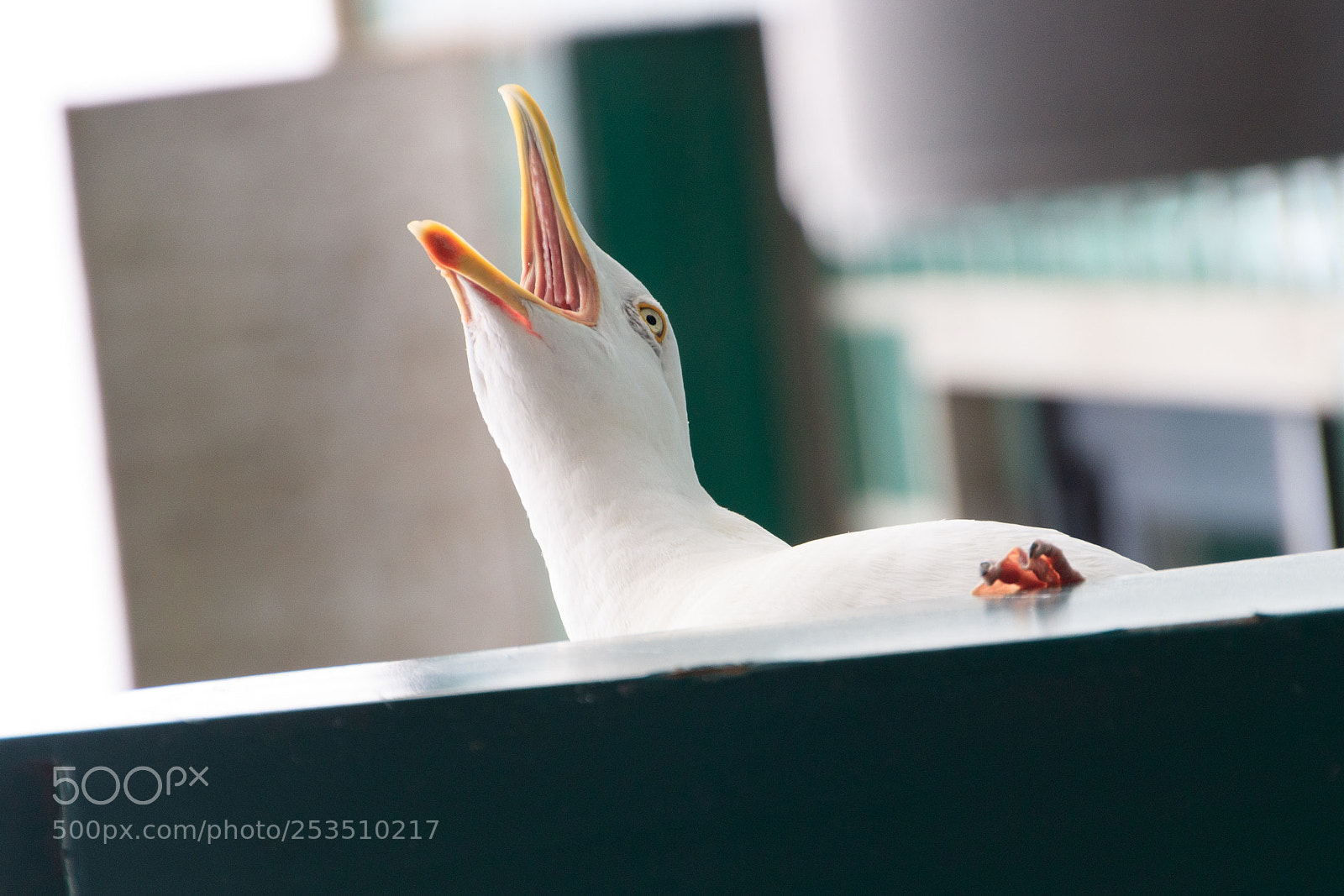 Canon EOS 80D sample photo. Hungry. photography
