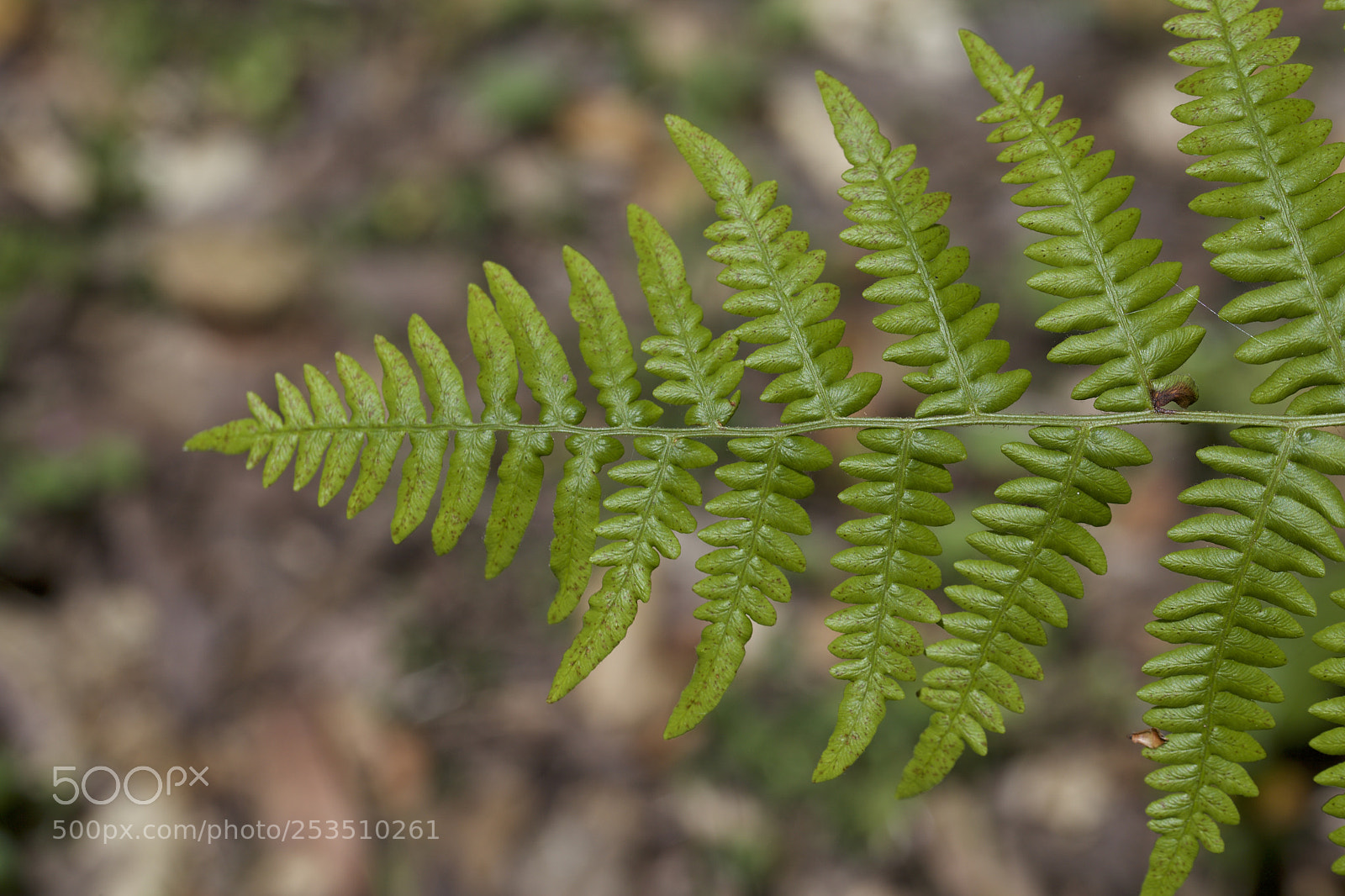 Canon EOS 5D Mark II sample photo. Green nature photography