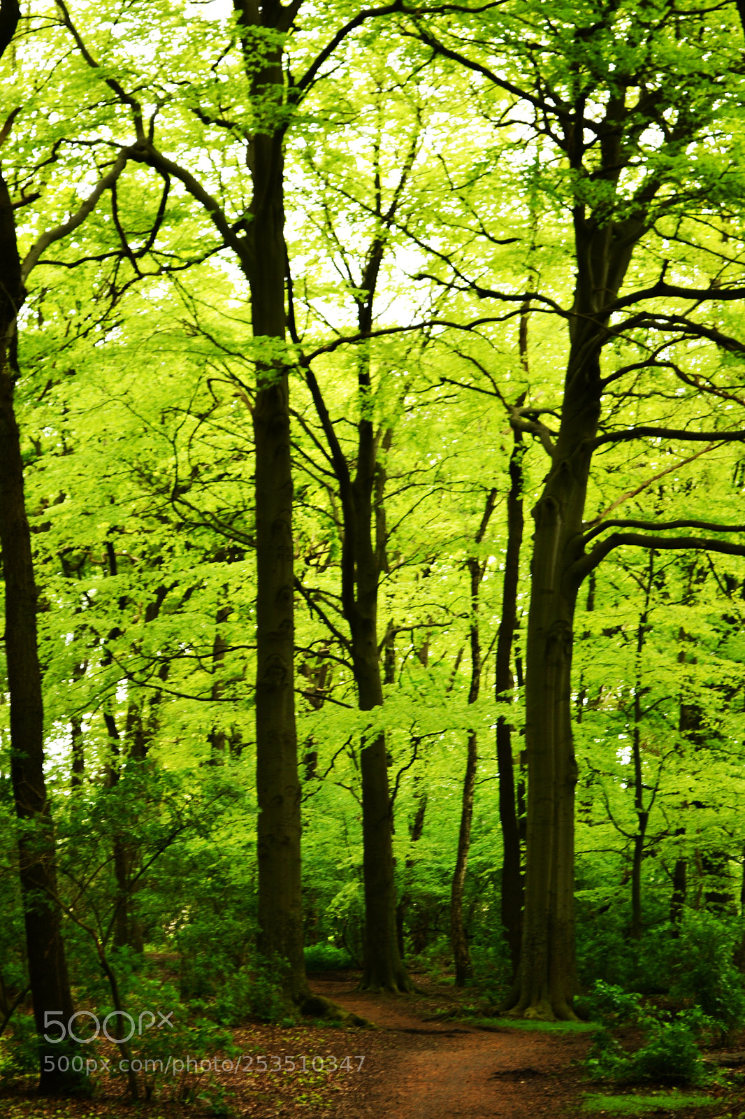 Nikon D3100 sample photo. Trees photography