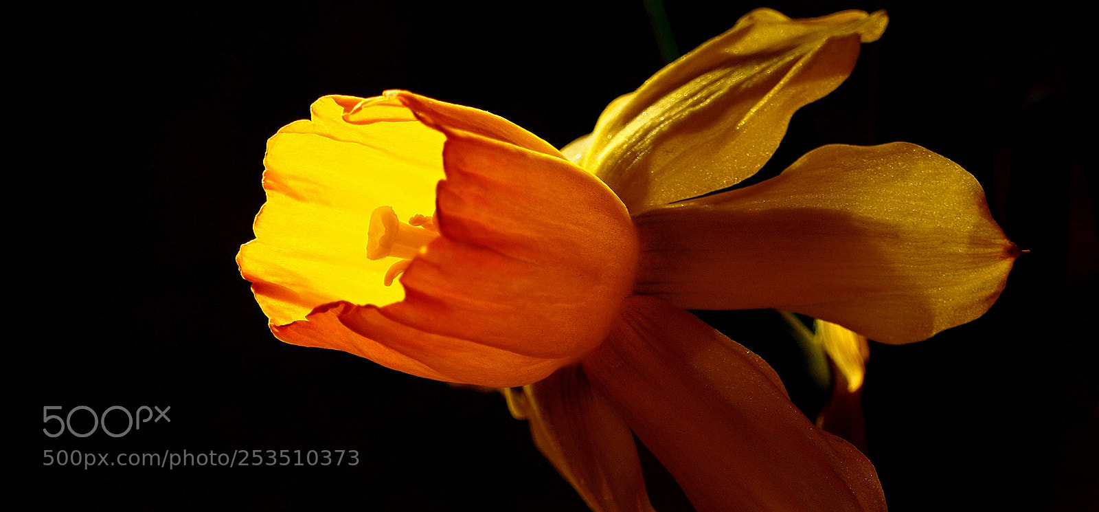 Olympus OM-D E-M10 sample photo. Yellow sunset photography