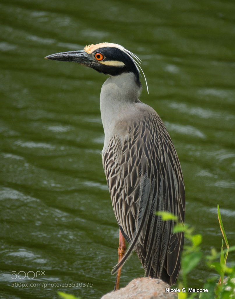 Sony Cyber-shot DSC-RX10 III sample photo. Yelllow crested night heron photography