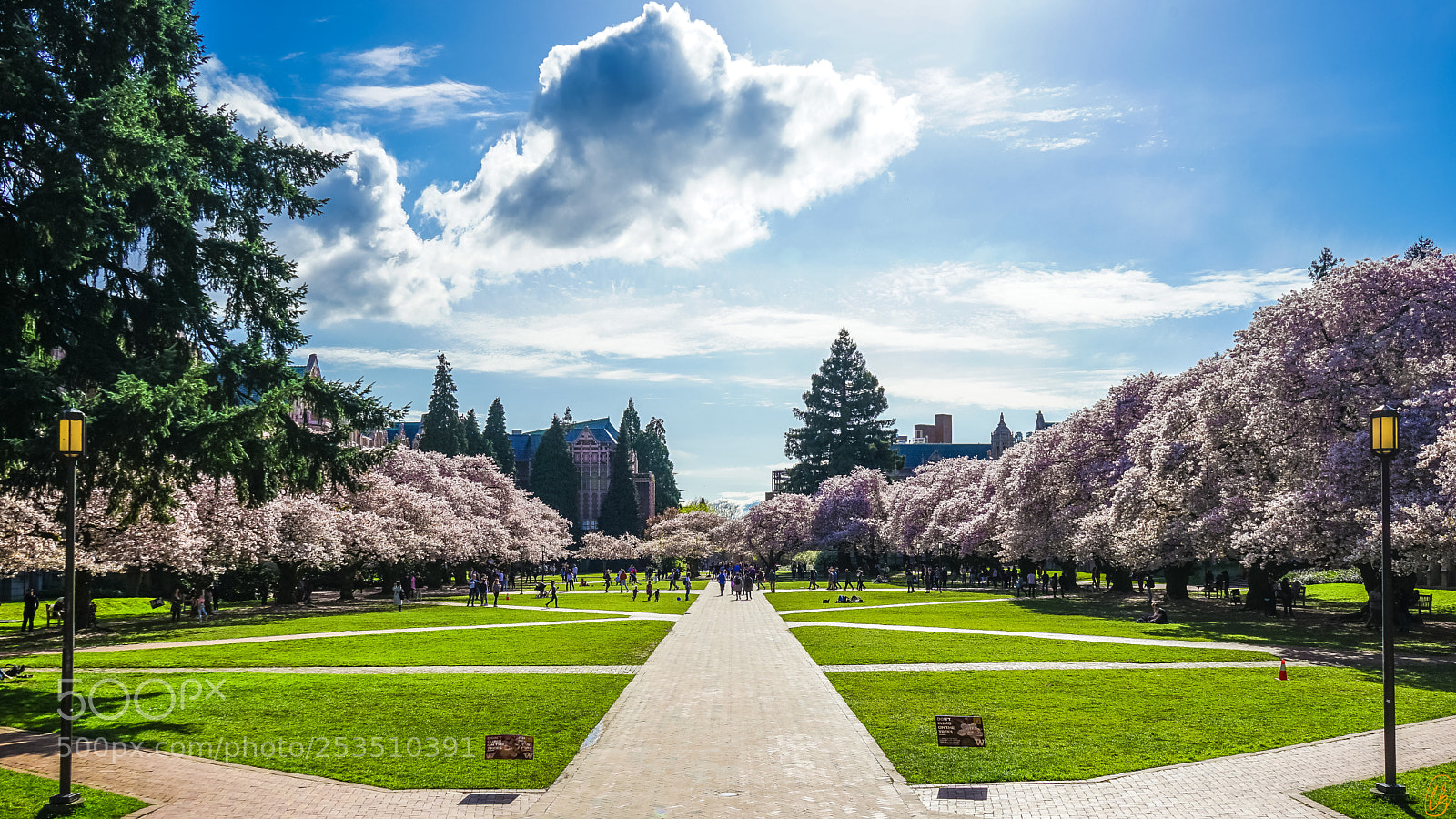 Sony a7 II sample photo. Cherry trees at uw photography