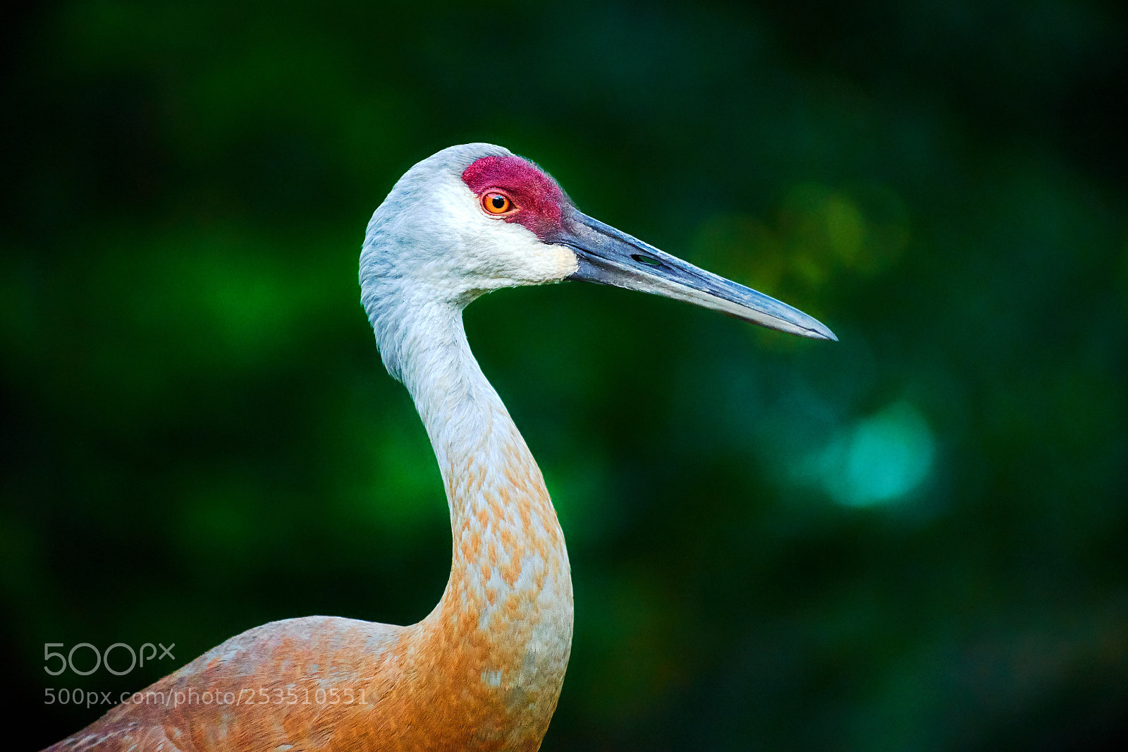 Sony a7 II sample photo. Sandhill crane in low photography