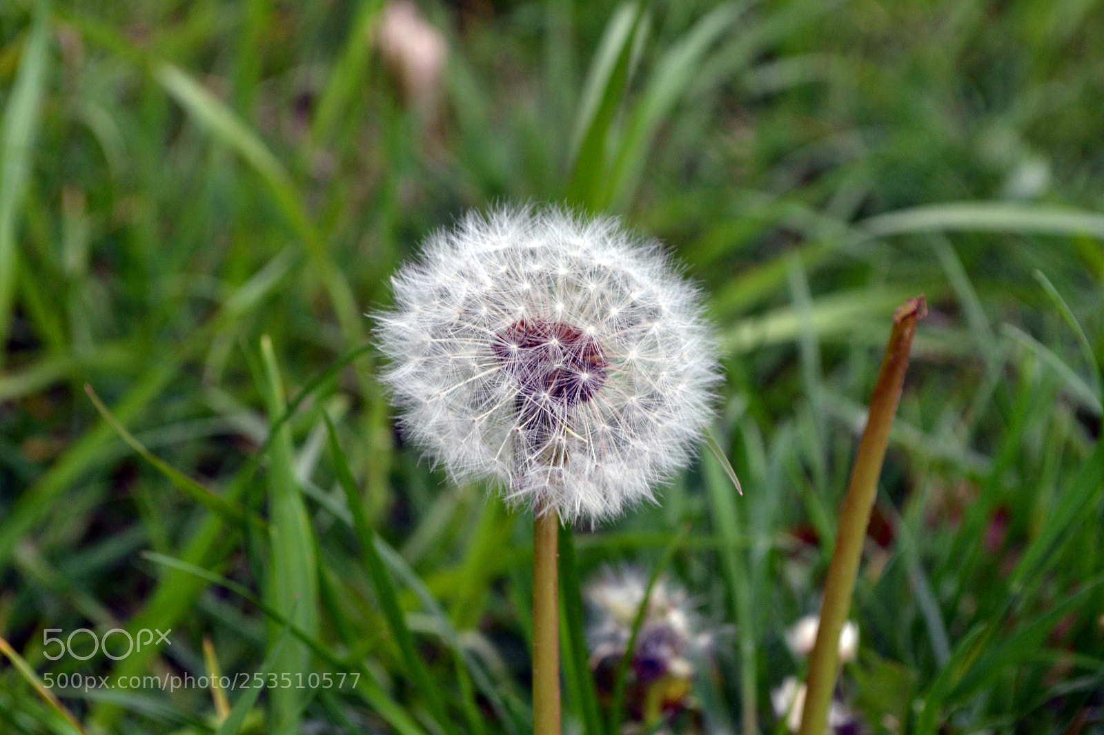Nikon D3100 sample photo. Pusteblume photography