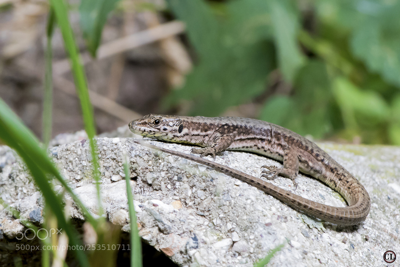 Canon EOS 760D (EOS Rebel T6s / EOS 8000D) sample photo. Lizard photography