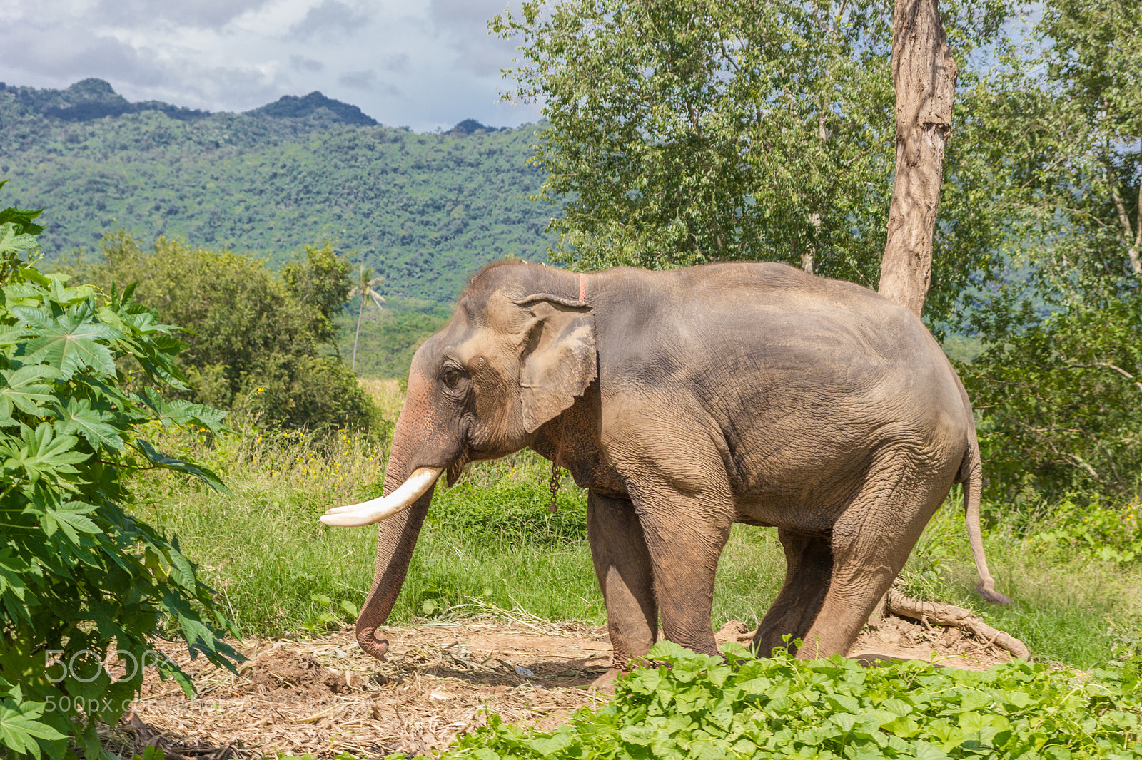 Canon EOS 550D (EOS Rebel T2i / EOS Kiss X4) sample photo. Elephant in thailand photography