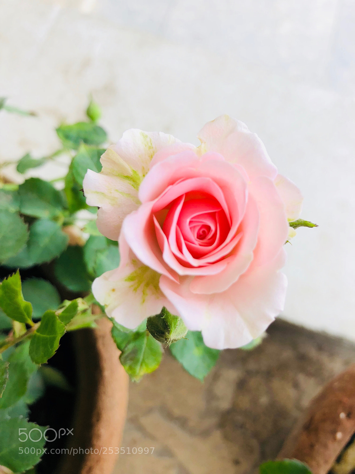 Apple iPhone 8 sample photo. I love rose photography