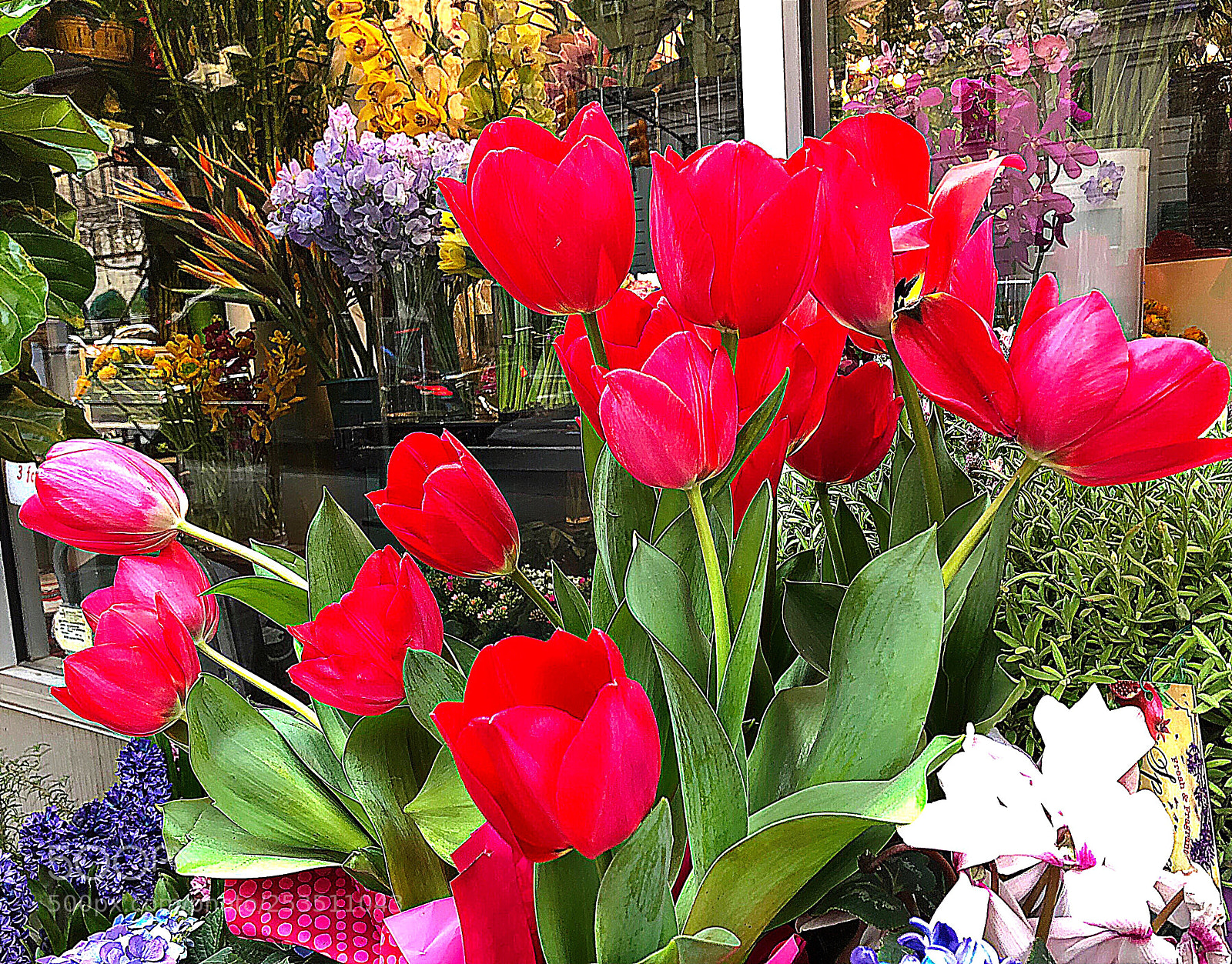 Apple iPhone X sample photo. Flowers photography