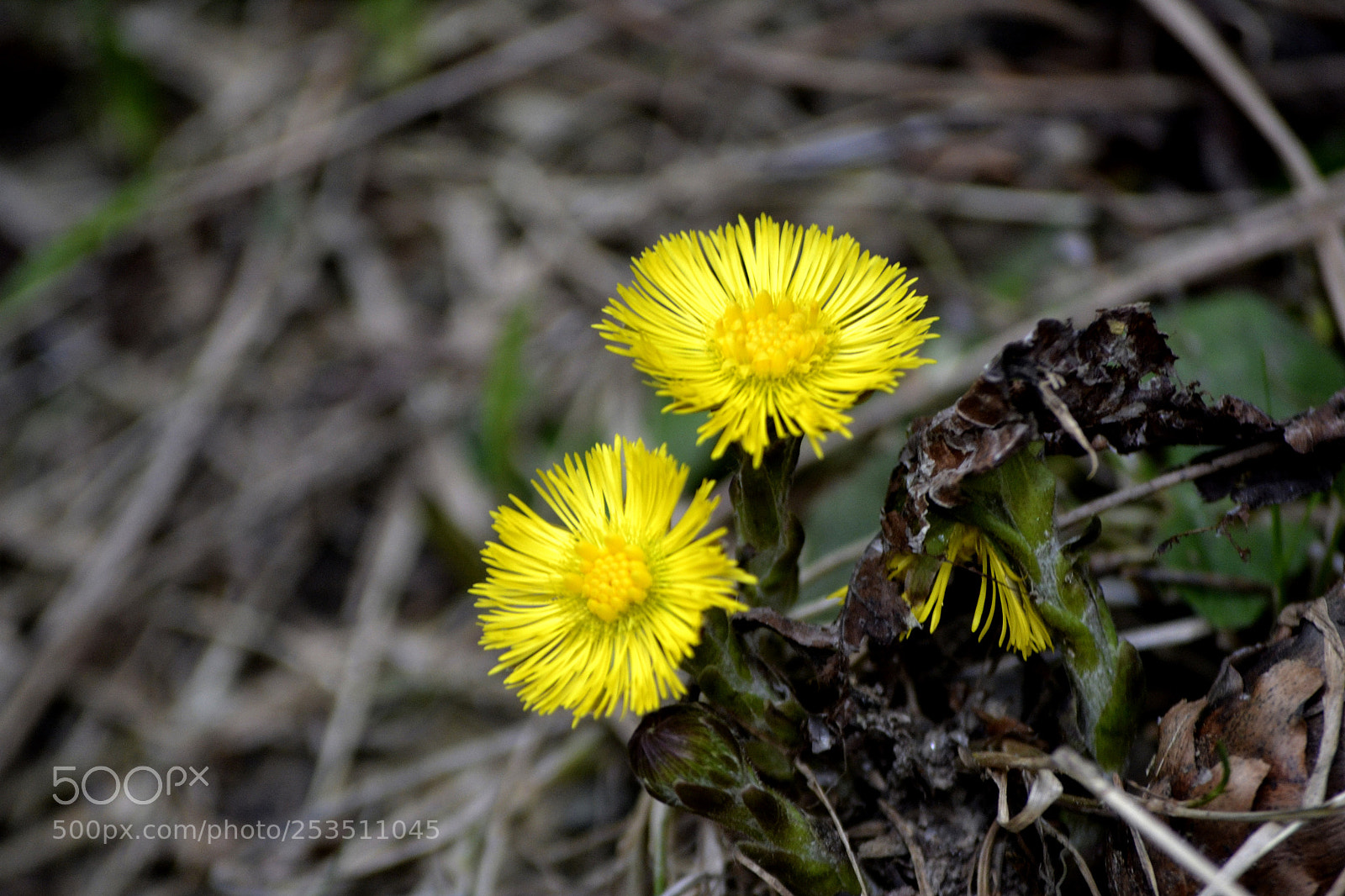Nikon D3100 sample photo. Tussilago farfara photography