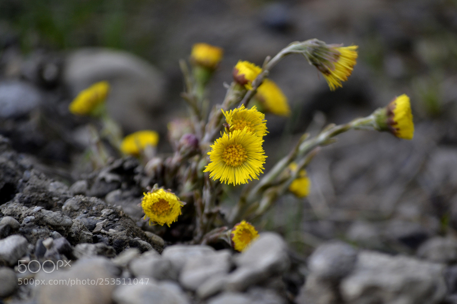 Nikon D3100 sample photo. Tussilago farfara photography