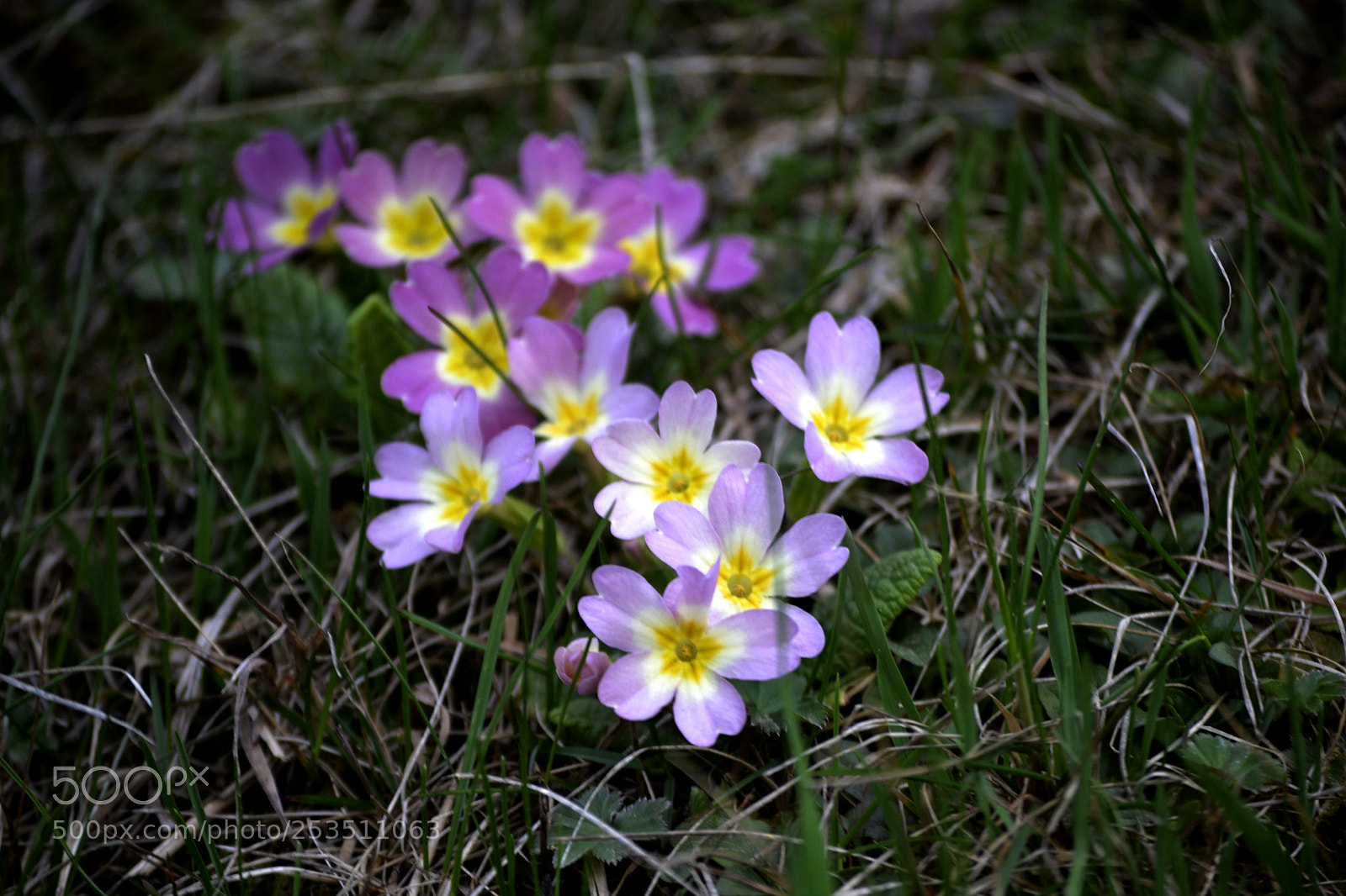 Nikon D3100 sample photo. Primula vulgaris photography