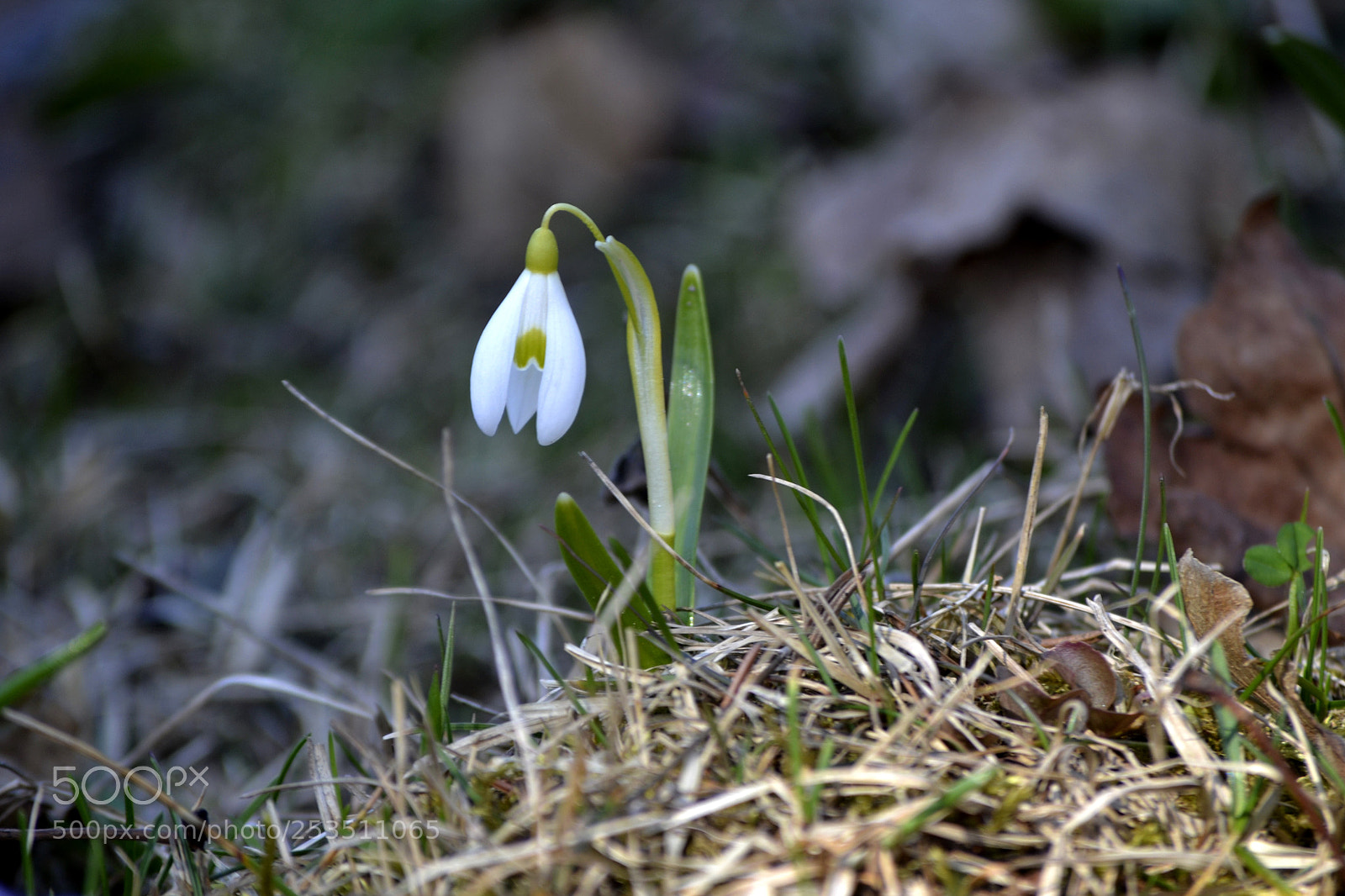 Nikon D3100 sample photo. Galanthus nivalis photography