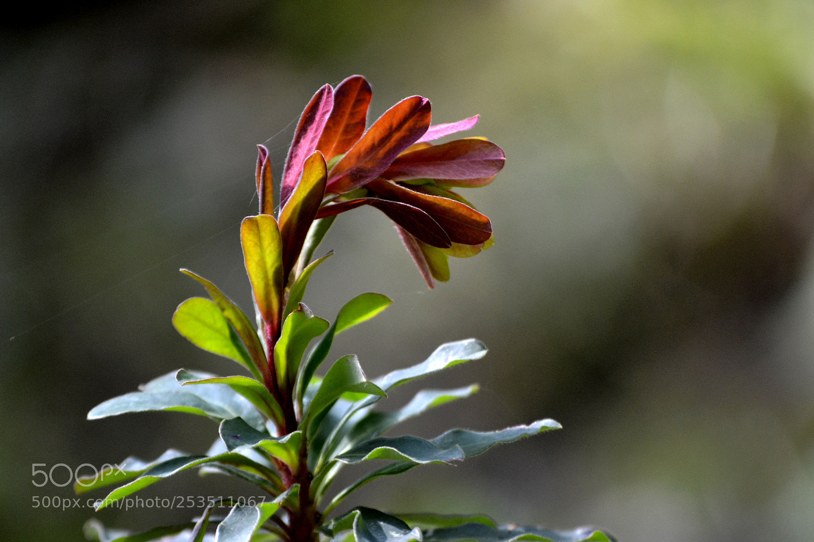 Nikon D3100 sample photo. Euphorbia amygdaloides photography