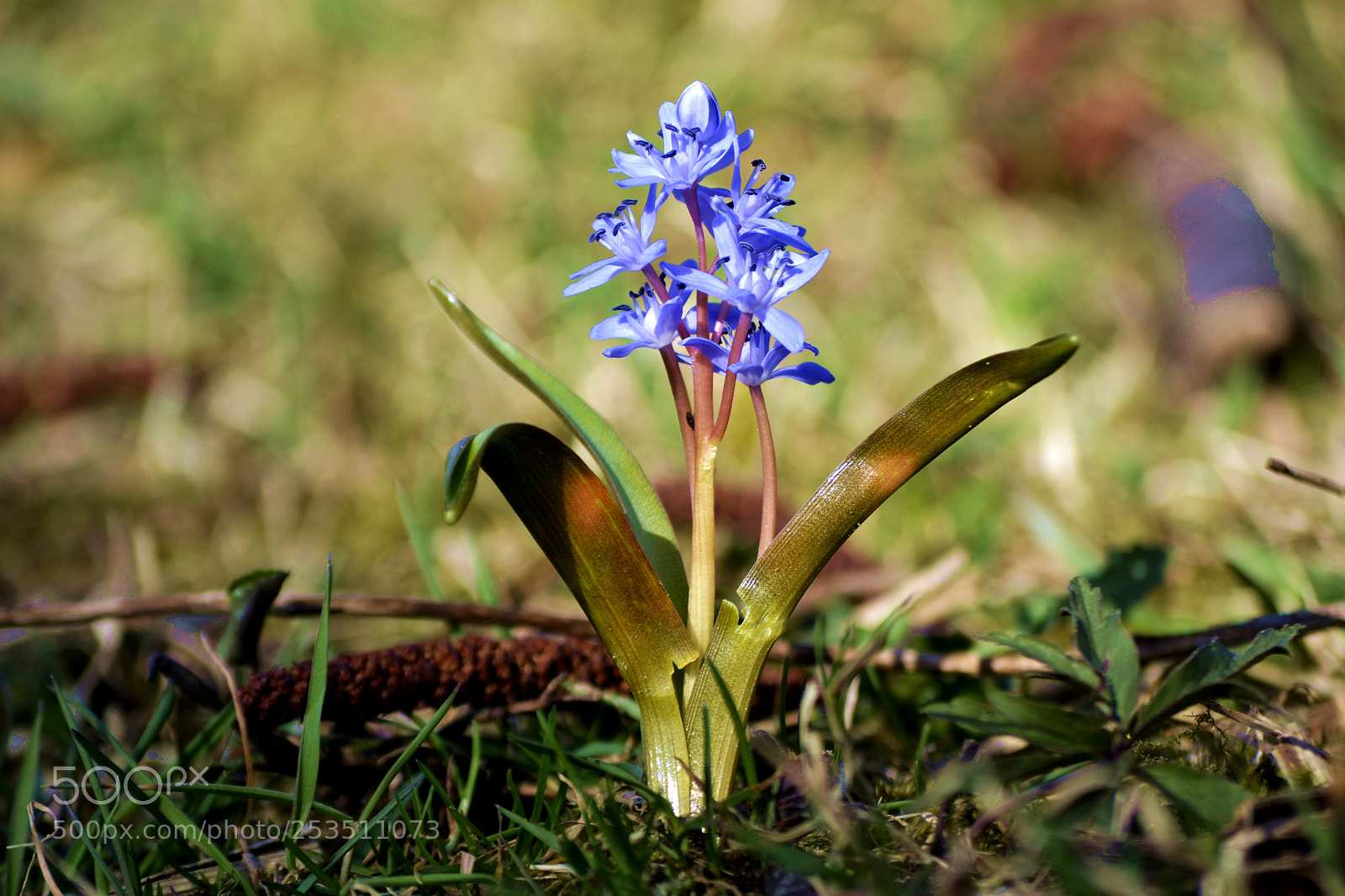 Nikon D3100 sample photo. Scilla bifolia photography