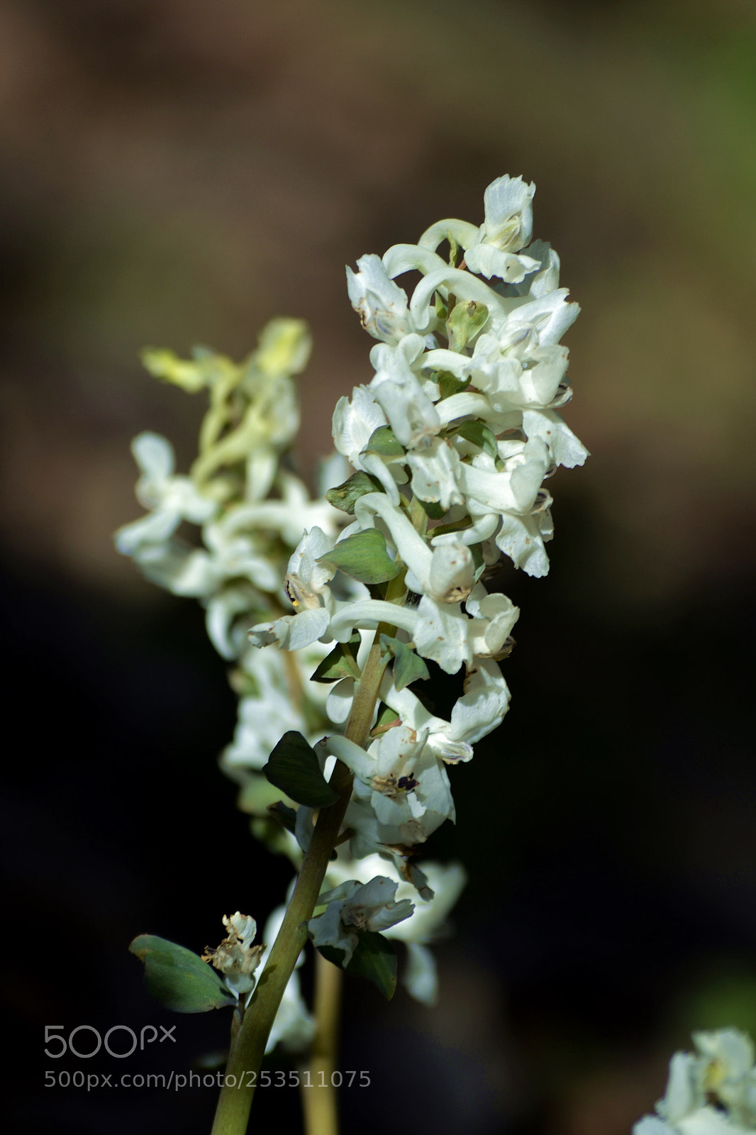 Nikon D3100 sample photo. Corydalis solida photography