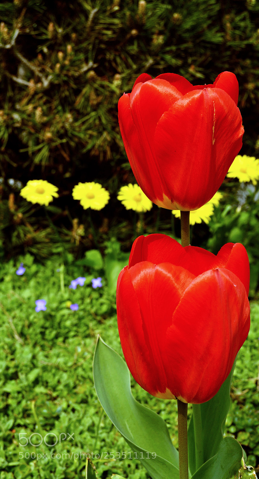 Nikon D3100 sample photo. Tulip red photography