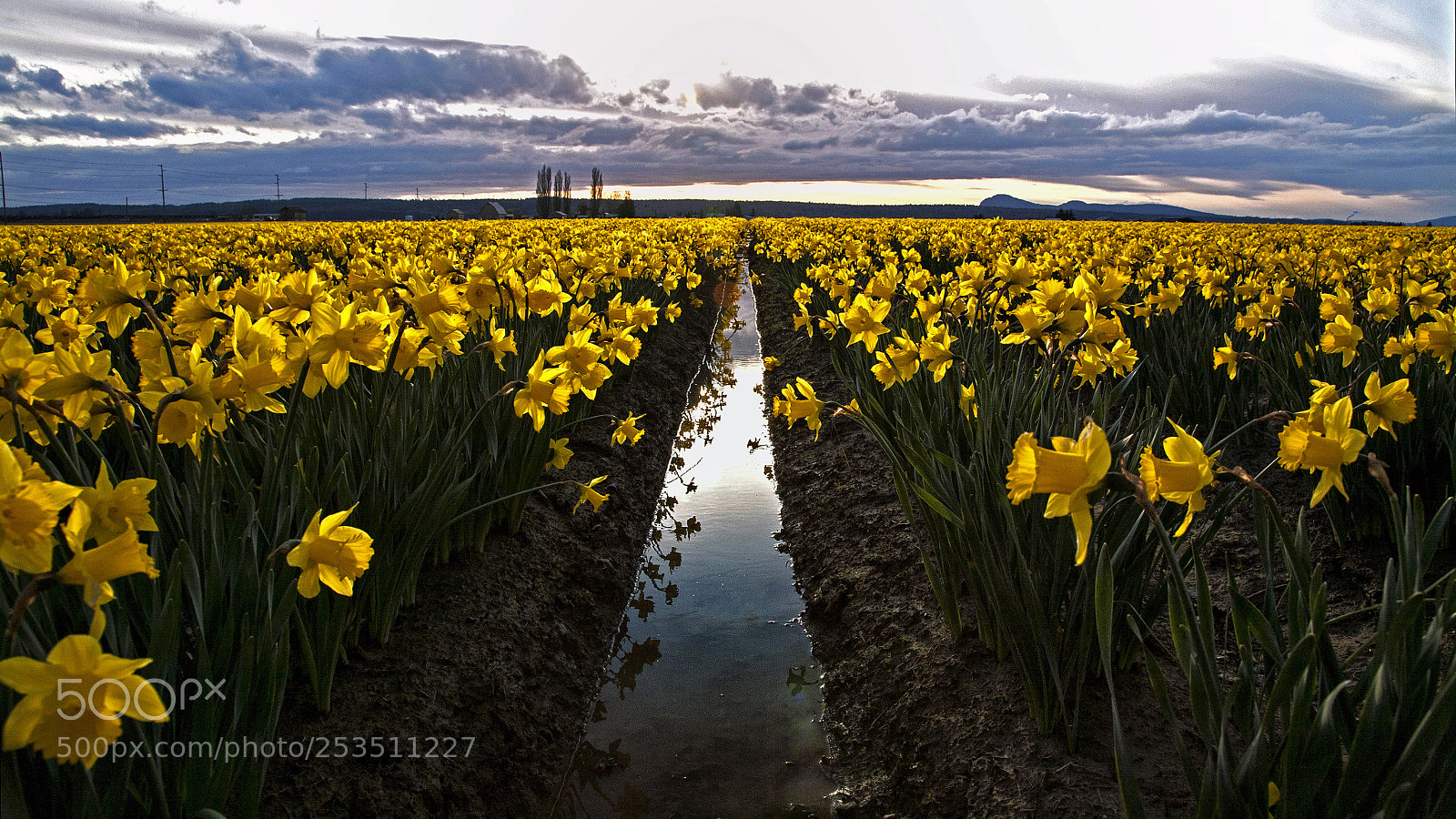Canon EOS 5D sample photo. Skagit valley daffodils photography