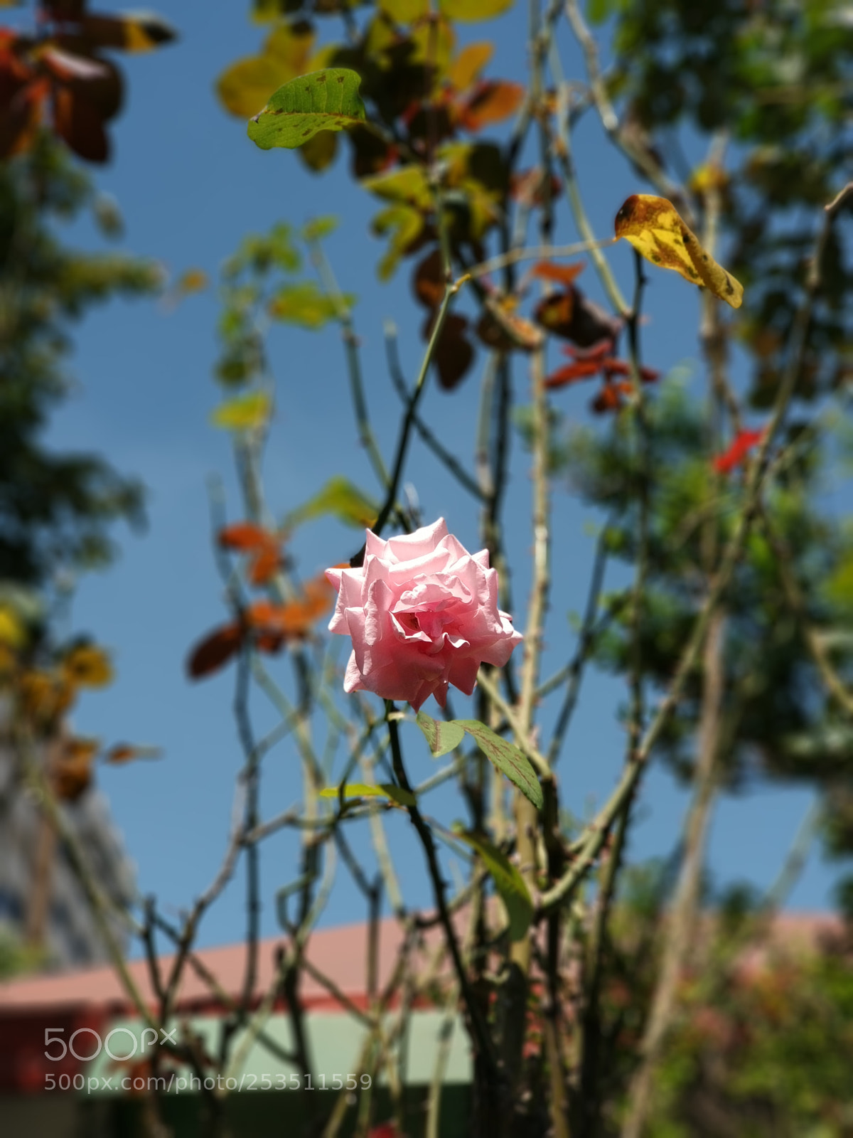 Xiaomi MI6 sample photo. Untitled photography