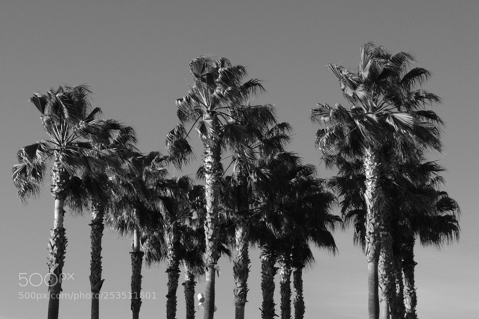 Fujifilm X100F sample photo. Palm photography