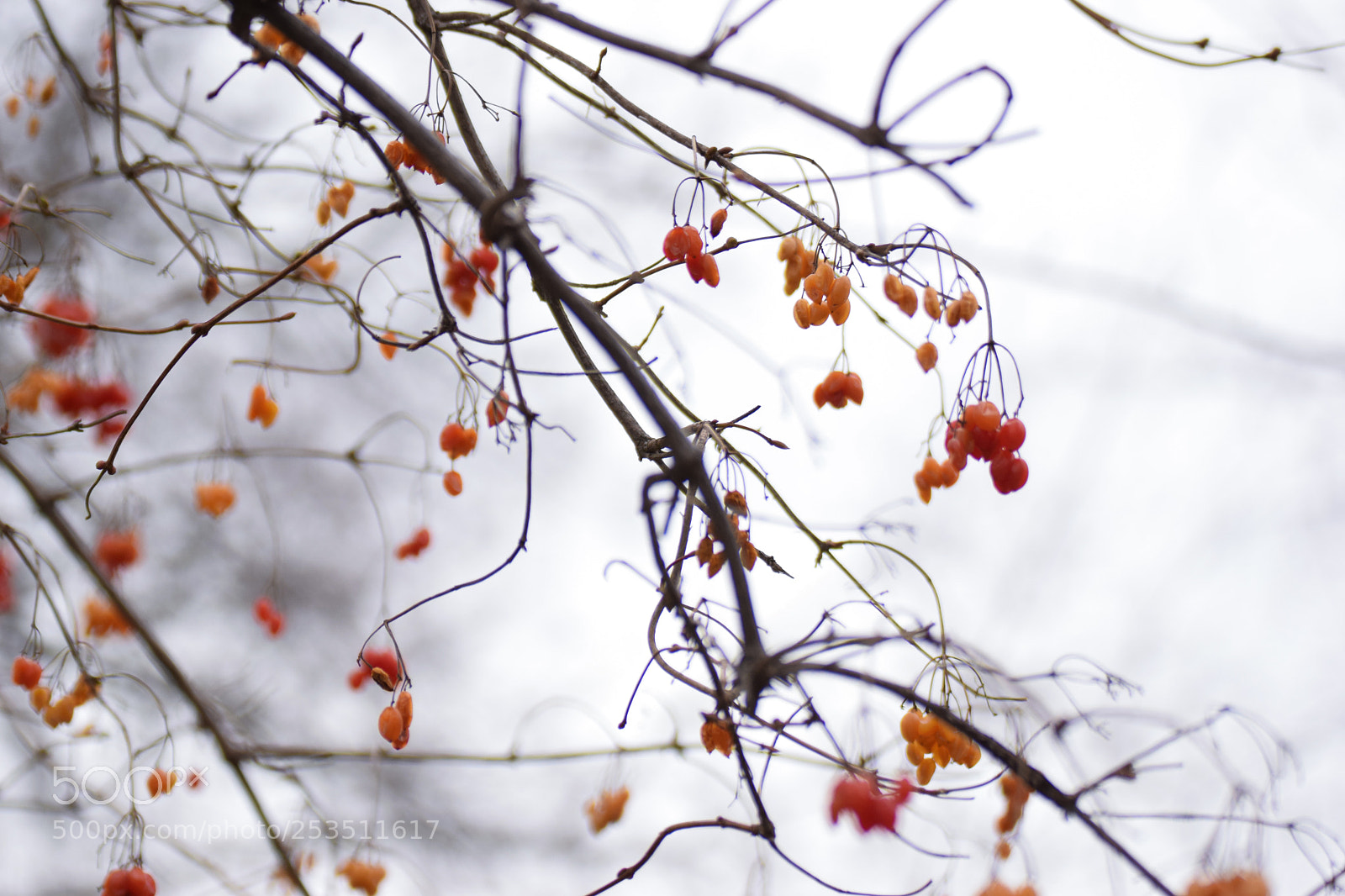 Nikon D5300 sample photo. Branches photography