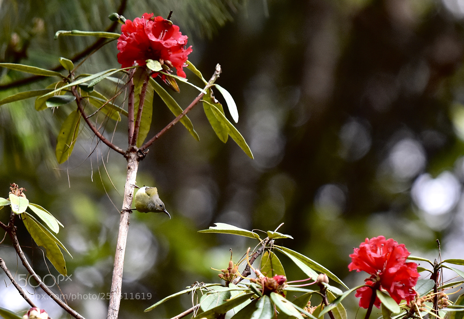 Nikon D7200 sample photo. Fly photography