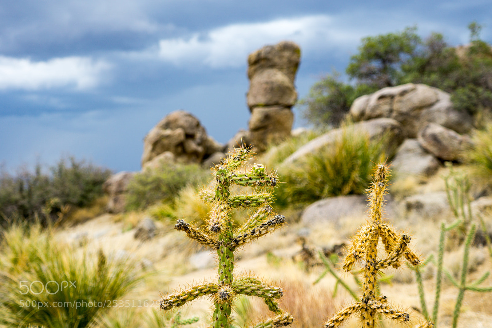 Sony a6000 sample photo. 2 cactus photography