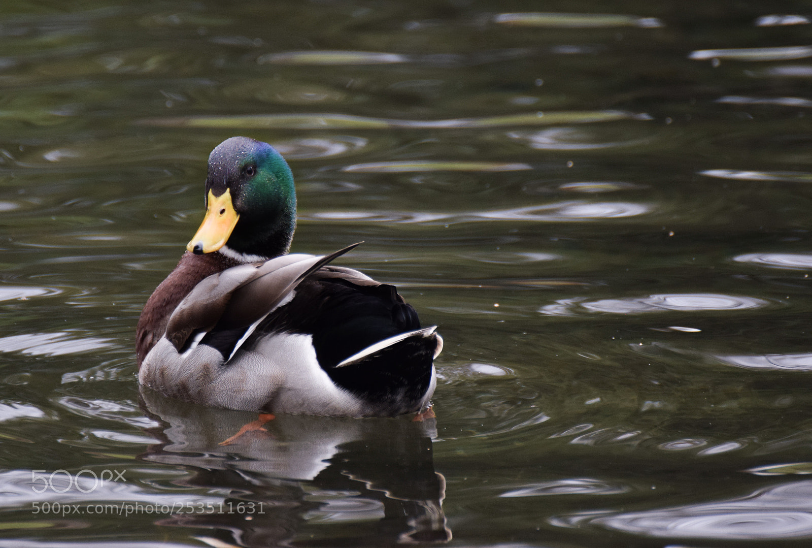 Nikon D5300 sample photo. Mallard photography