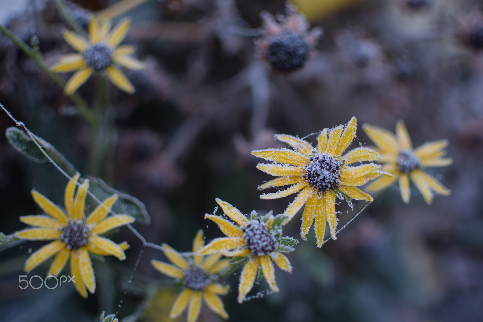 Nikon D5300 + Nikon AF-S DX Nikkor 35mm F1.8G sample photo. Freeze photography