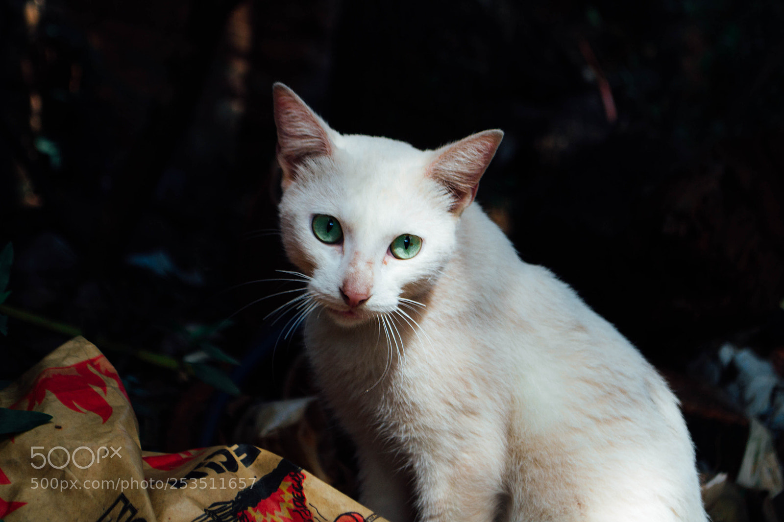 Nikon D3100 sample photo. Whitecat whitelove photography