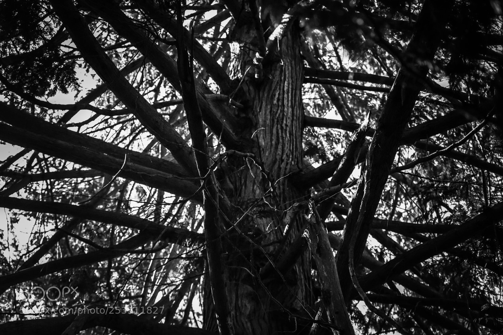 Nikon D3300 sample photo. Look towards the light photography
