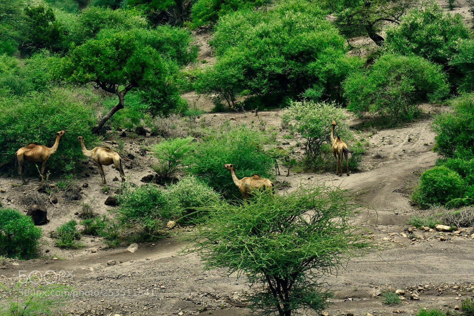 Nikon D7200 sample photo. Landscape at eastern region photography