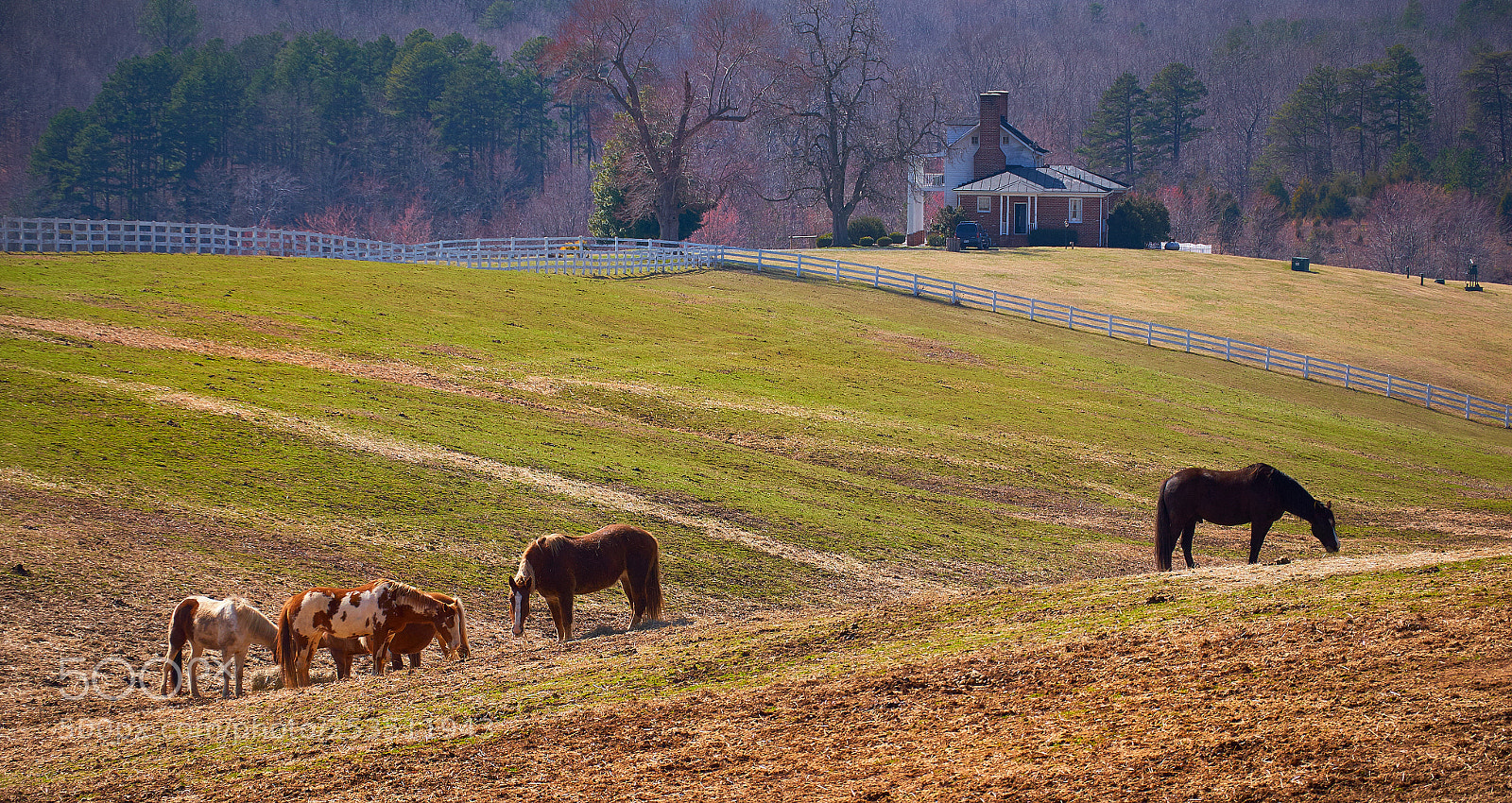 Nikon D7000 sample photo. Spring in virginia photography