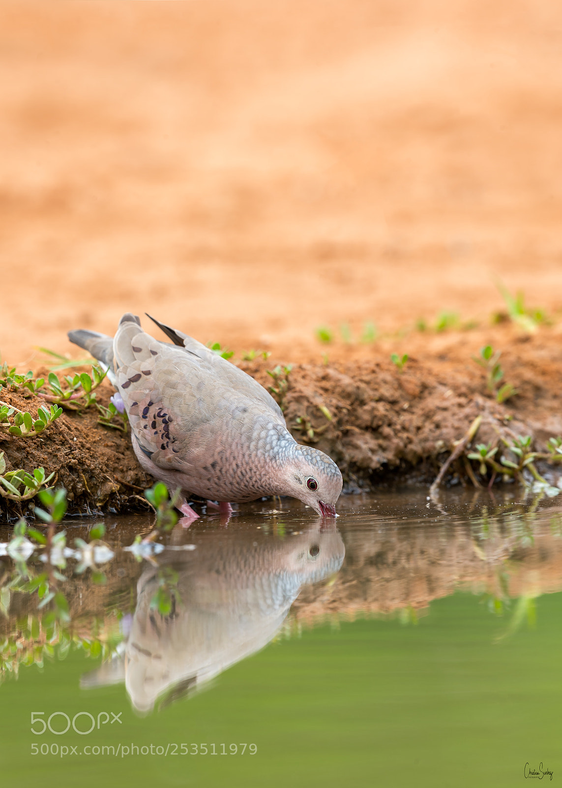 Nikon D4 sample photo. Common ground dove photography