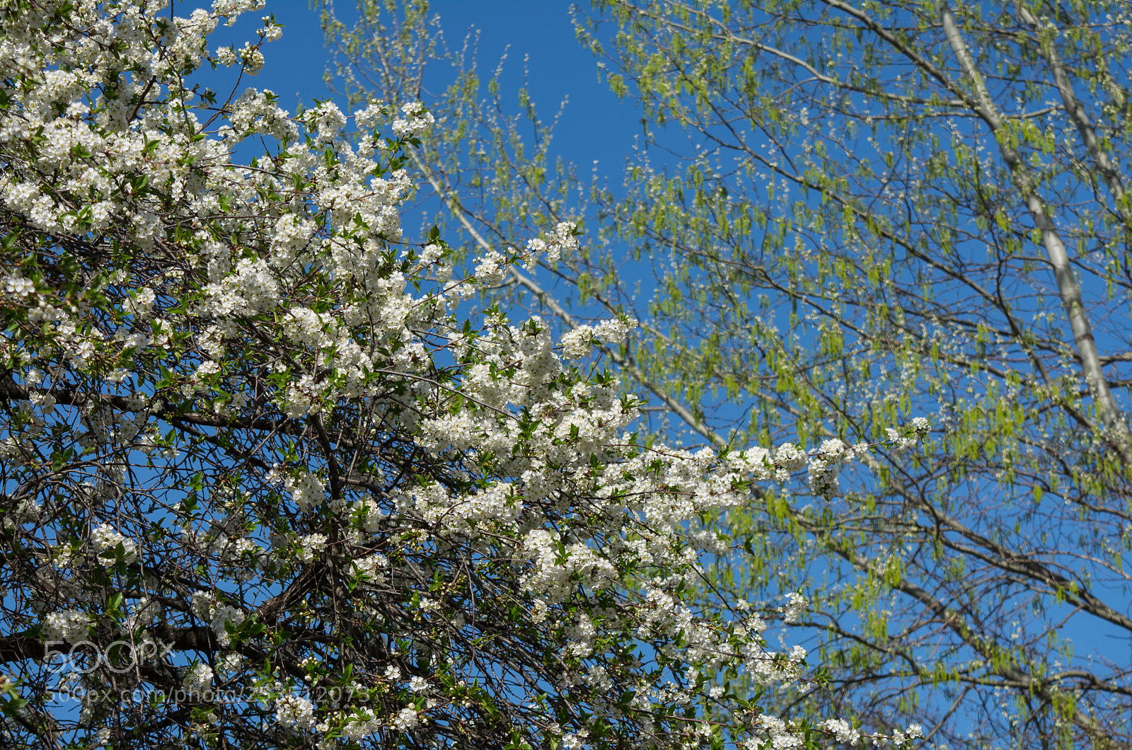 Nikon D5200 sample photo. Spring bloom photography