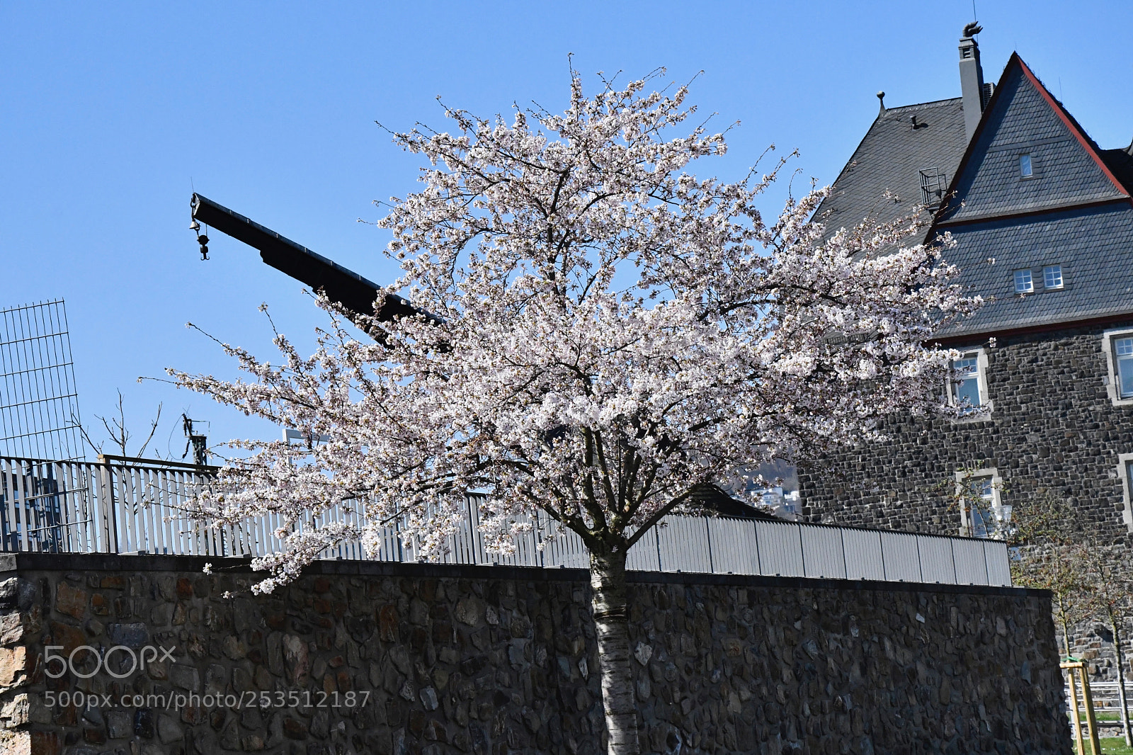 Nikon D7500 sample photo. Tree blossoming white photography