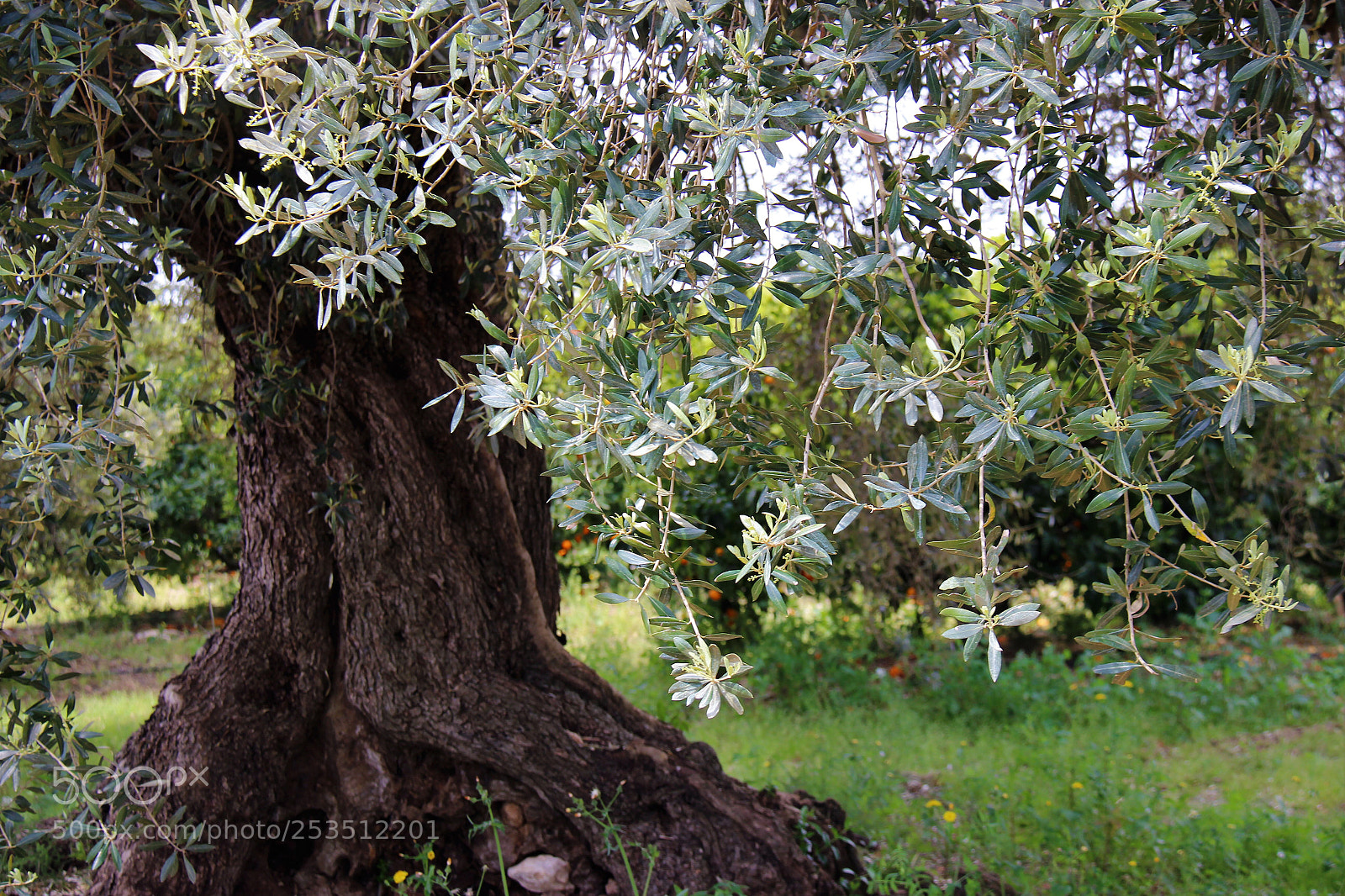 Canon EOS 600D (Rebel EOS T3i / EOS Kiss X5) sample photo. Olivera photography