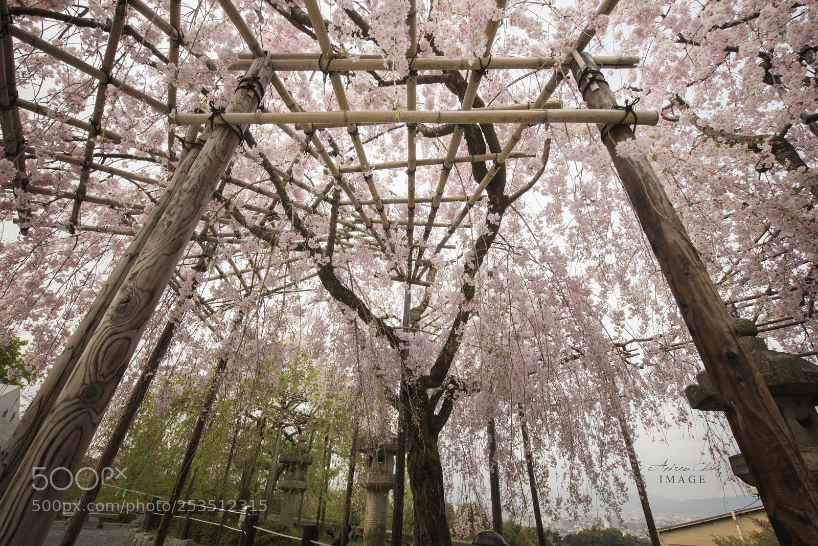Nikon D810 sample photo. Sakura photography