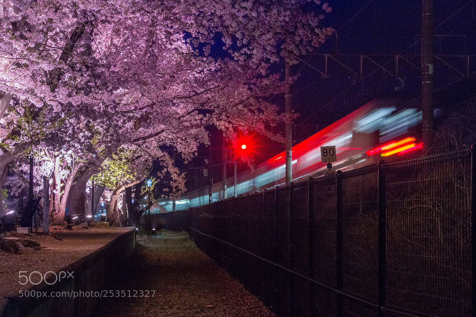 Canon EOS 70D sample photo. Sakura at night photography