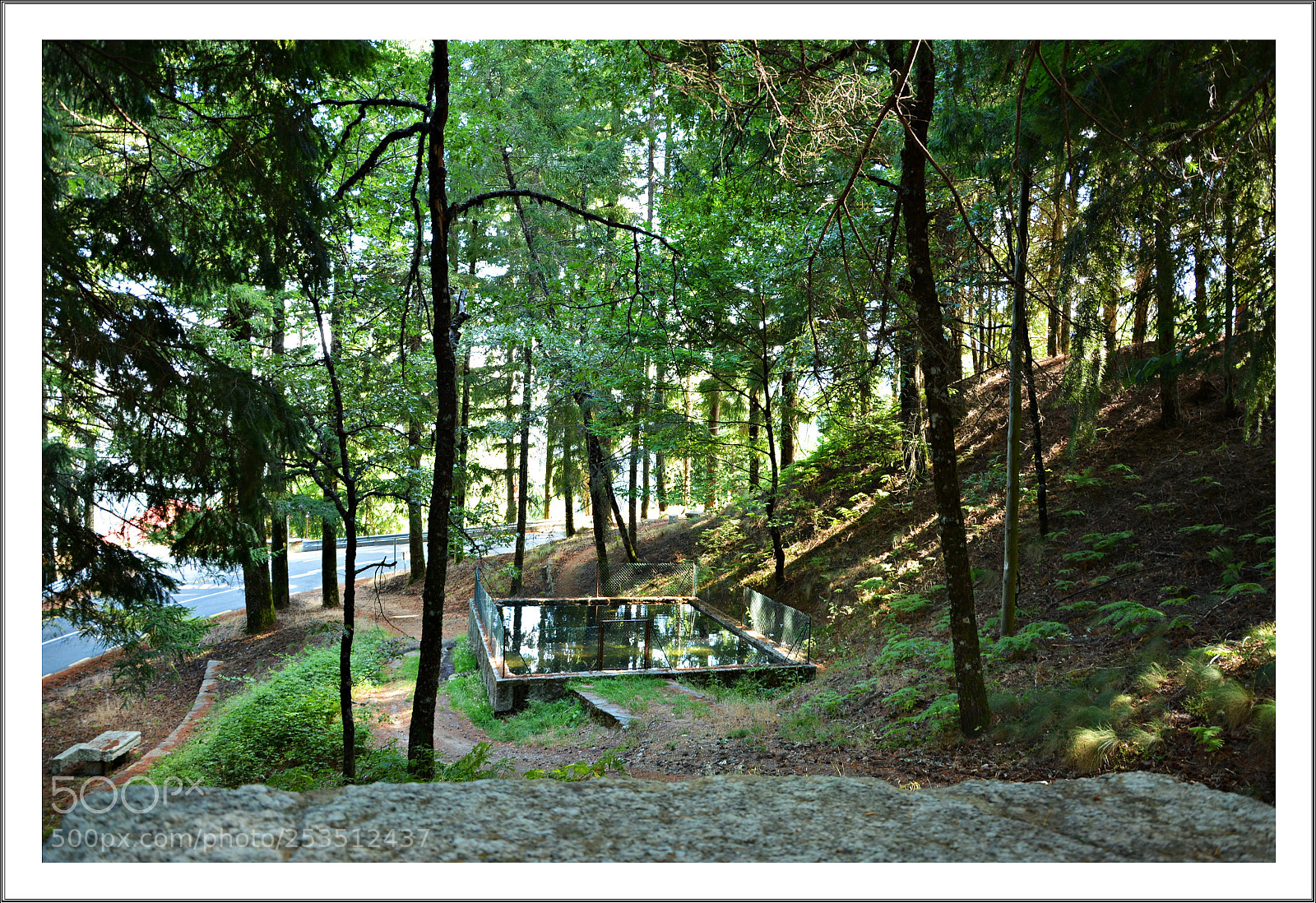 Nikon D5200 sample photo. O bosque photography