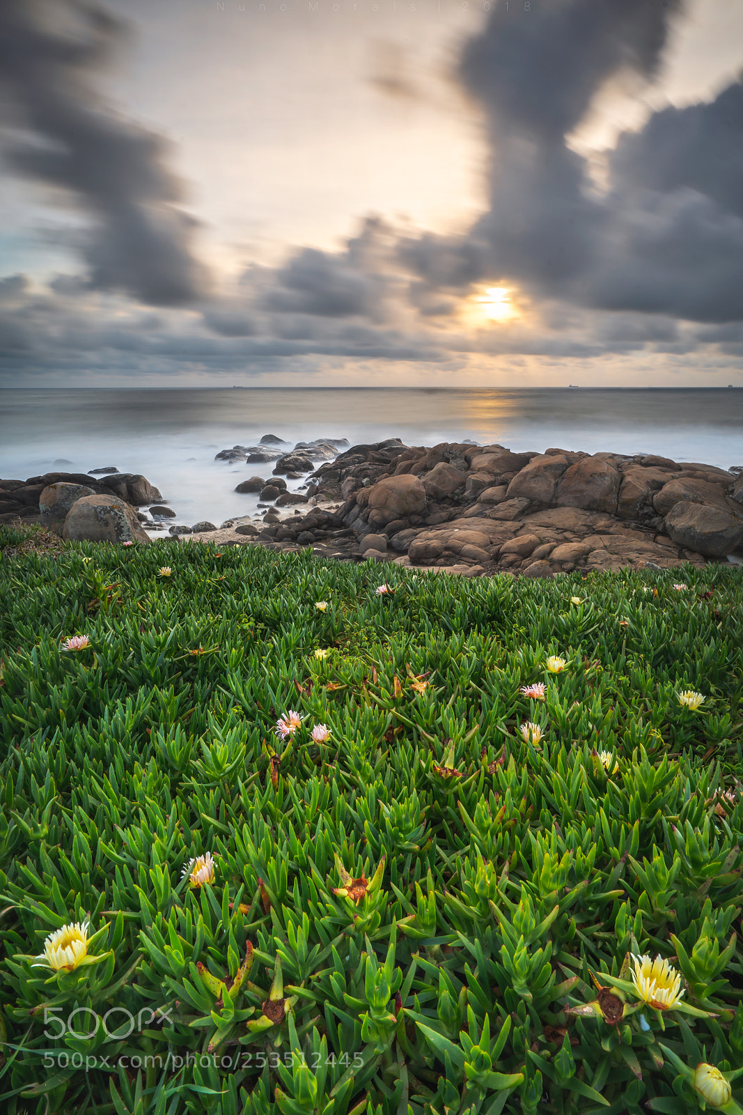 Sony a7R II sample photo. Spring rising photography