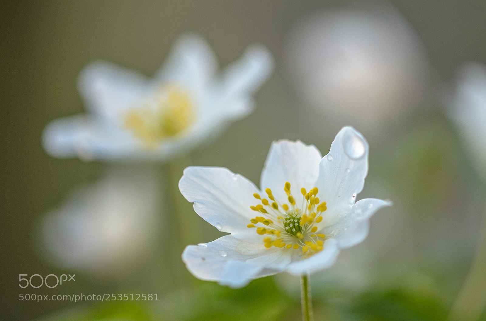 Nikon D5100 sample photo. Wood anemone 2 photography