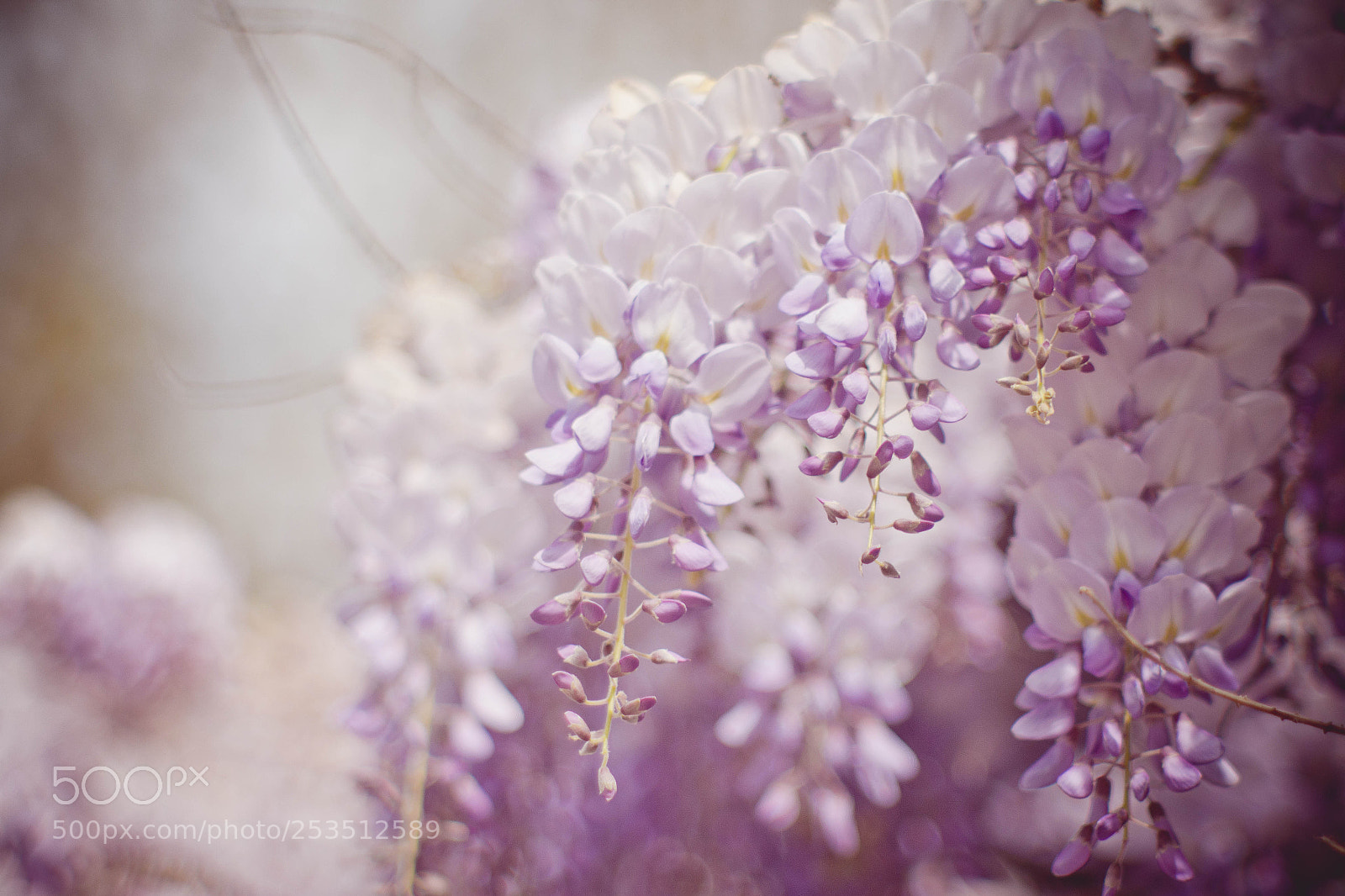 Canon EOS 700D (EOS Rebel T5i / EOS Kiss X7i) sample photo. Purple photography