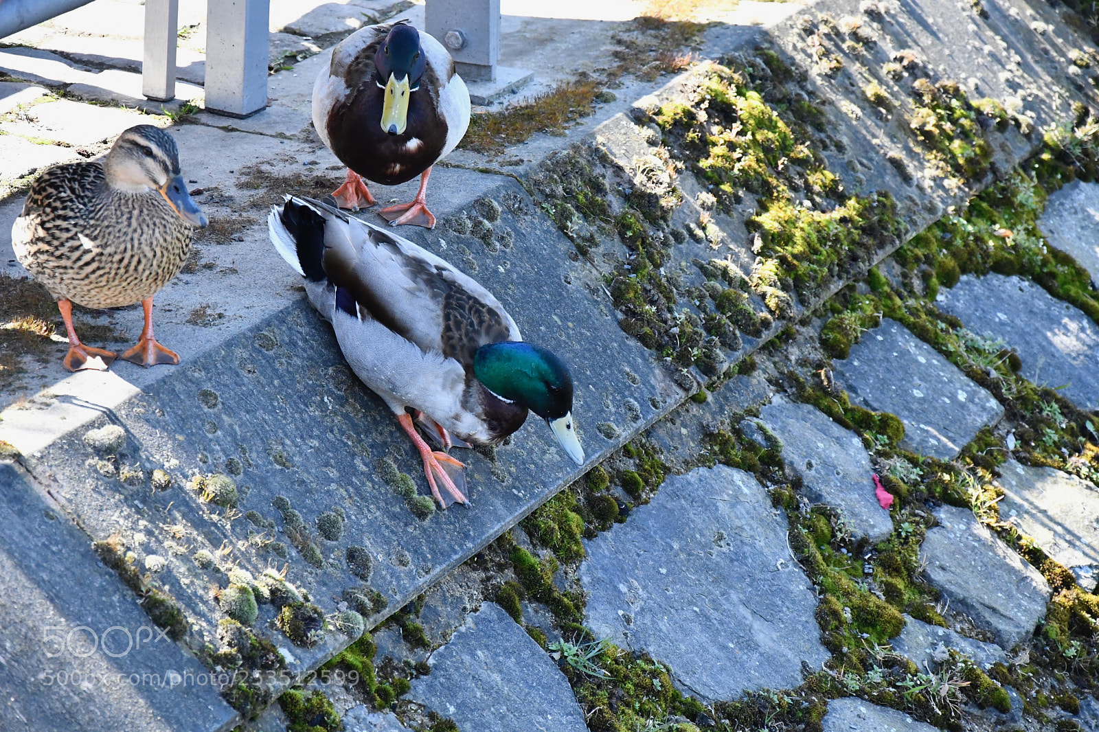 Nikon D7500 sample photo. Three ducks eyeing the photography
