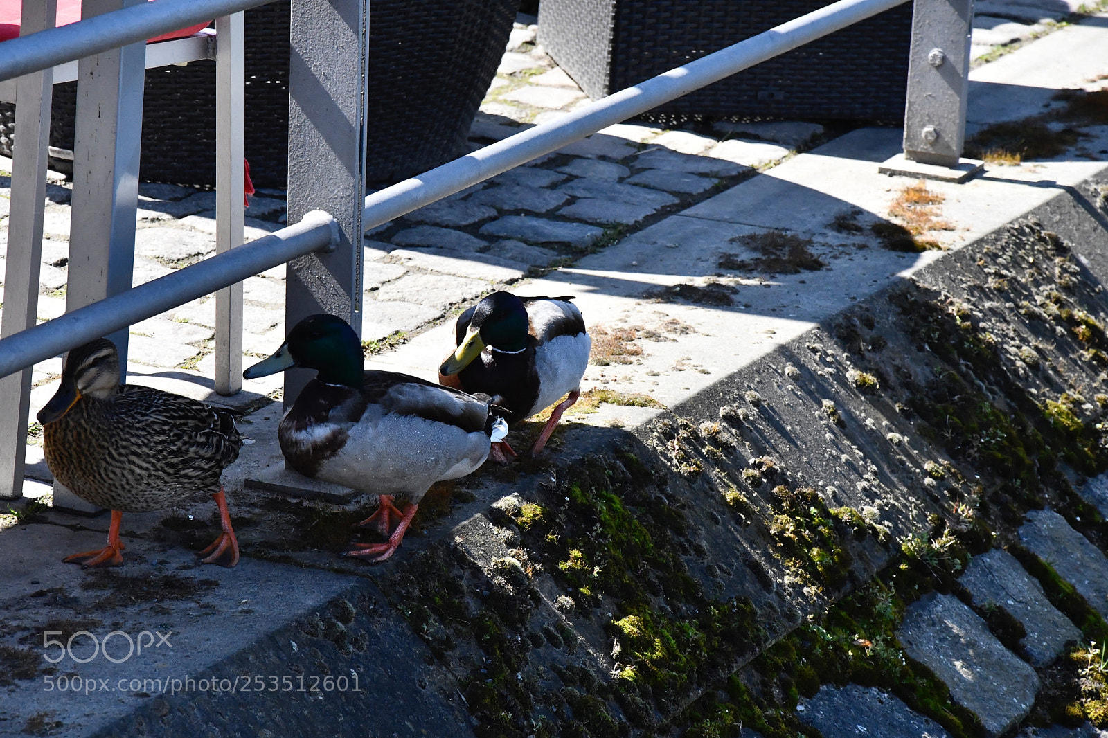 Nikon D7500 sample photo. Ducks resting in the photography