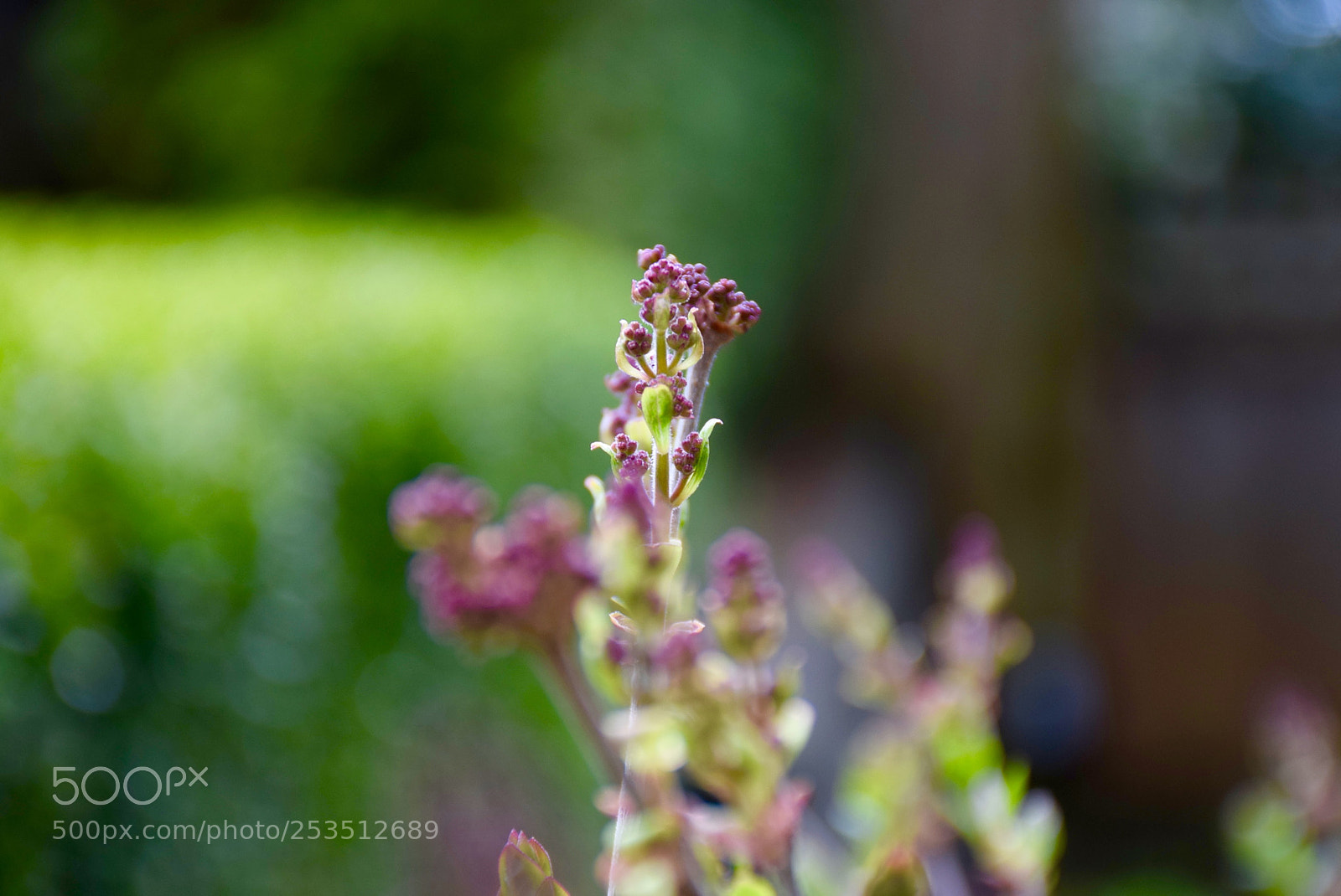 Nikon D3300 sample photo. Prepared photography