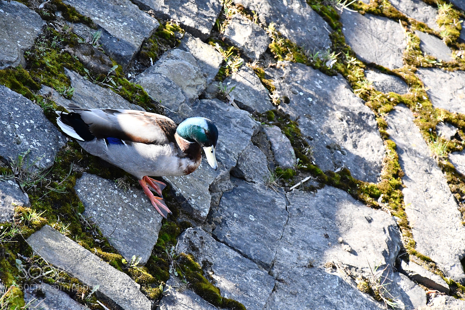Nikon D7500 sample photo. Duck on slippery slope photography