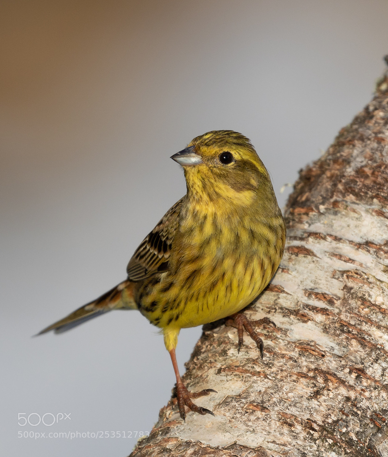 Canon EOS 7D Mark II sample photo. Yellowhammer photography